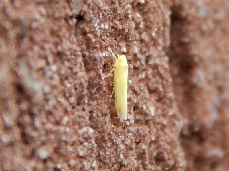 Lepidoptera o che altro? - No, Cicadellidae. Zygina sp.?